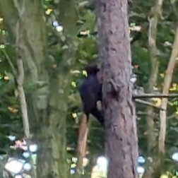 Waarnemingen juli 2025: Zwarte specht en veel vlinders